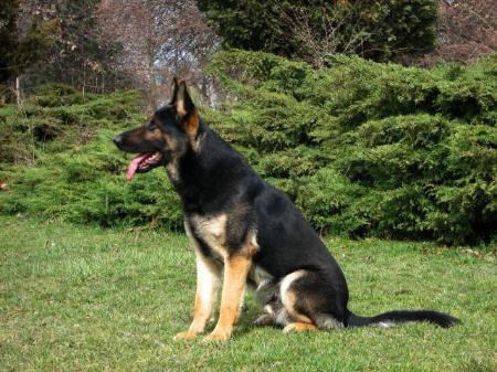 VRH"C" parents HERO STALICA x RITA LUBINOV SLOVAKIA
